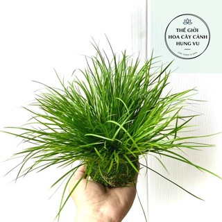 Cây thạch sương bồ Cây phong thuỷ - thuỷ sinh - tiểu cảnh..