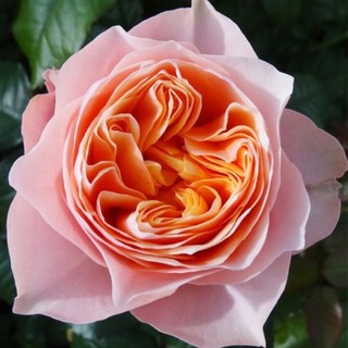 Hoa hồng Sweet Vuvuzela Rose - hồng bụi, hoa màu cam