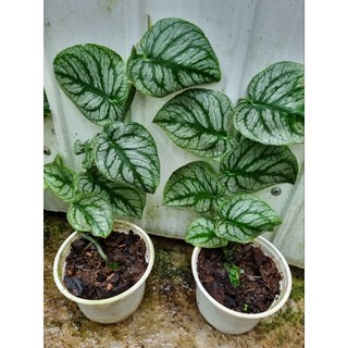 Cây trầu bà dubia - Monstera Dubia