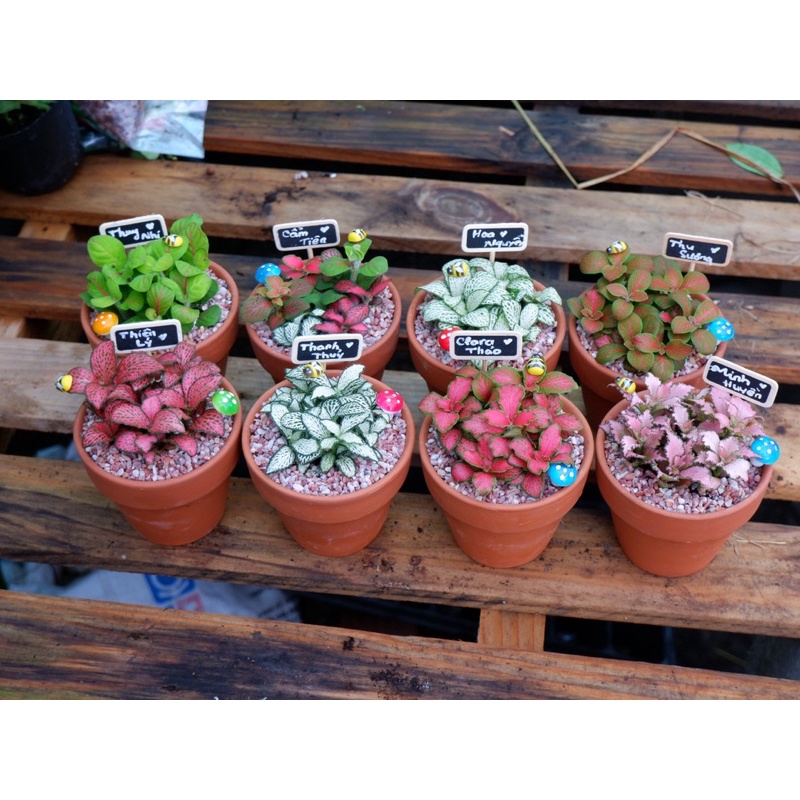 LÁ CẨM NHUNG MAY MẮN (FITTONIA) quà tặng ý nghĩa KÈM CHẬU ĐẤT NUNG+ NẤM +BỌ + TAG GHI THÔNG ĐIỆP (INBOX SHOP THÔNG ĐIỆP)