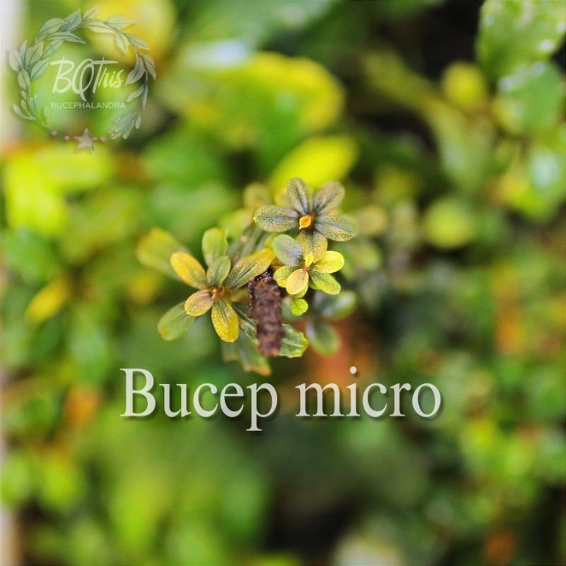 Bucep Micro siêu bé ○ cây thủy sinh ○ lá cạn ○ theo bụi