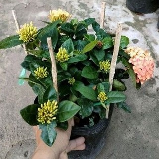 cây trang tàu vàng đỏ ( mẫu đơn tàu)