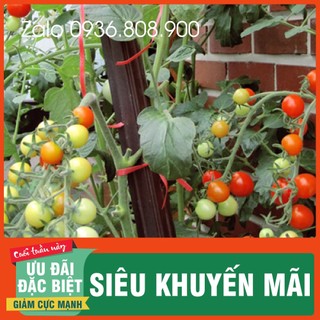 Hạt giống cà chua bi siêu quả ( 30 hạt)