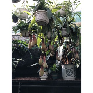 Chậu treo cây nắp ấm