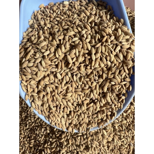 1KG Lúa Tiêu Ruột Đỏ