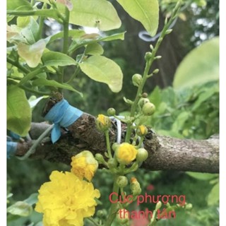 Hoa mai cúc Phượng_cây ghép