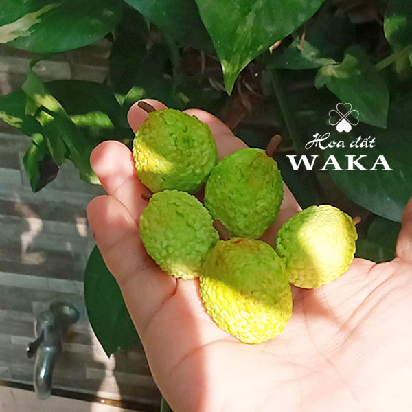 Mô hình Trái Mít Mini- Rau Củ Quả Mini 1/12