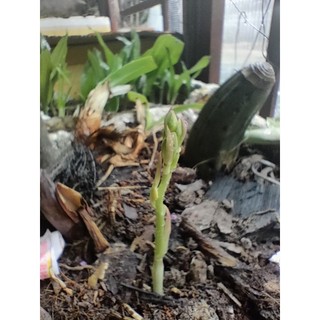 1 củ địa lan luân rừng
