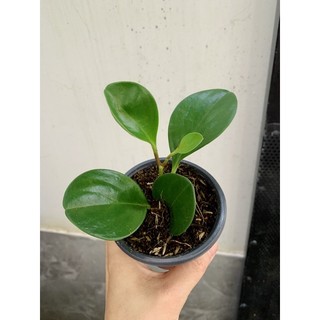 Chậu mềm trường sinh xanh - bán ảnh cuối
