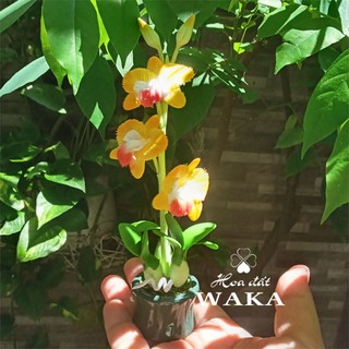 Hoa Đất Sét Mini- Lan Hoàng hậu Mini 12cm
