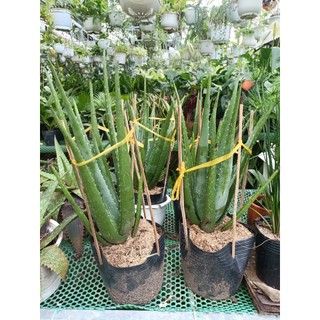 Cây nha đam 30-40cm (Đã bật hỏa tốc HCM)