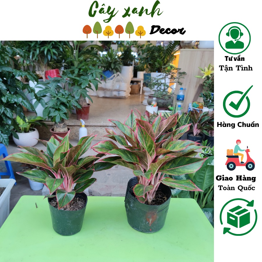 Cây phú quý phong thủy cao 30cm lá sum suê dễ chăm sóc cây trang trí nội thất ban công 123