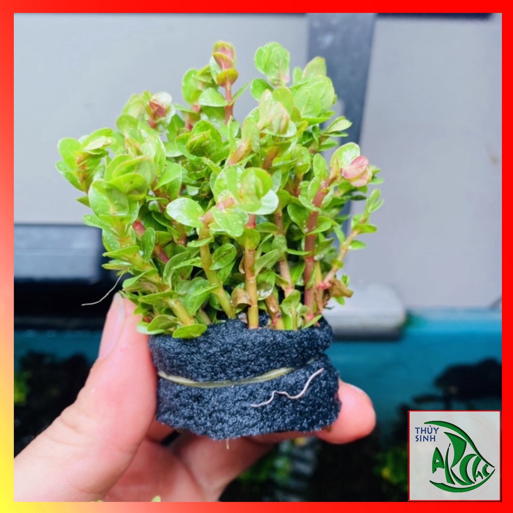 Vảy Ốc Siêu Đỏ trên 20 ngọn lá cạn Cây thủy sinh cắt cắm