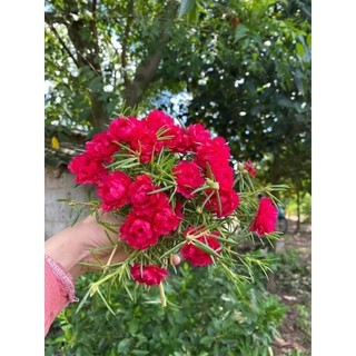 Hạt giống hoa mười giờ mix ( tặng phân bón , kích mầm ) .