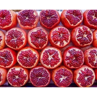 Cây giống lựu đỏ(1 bầu giống 25cm)