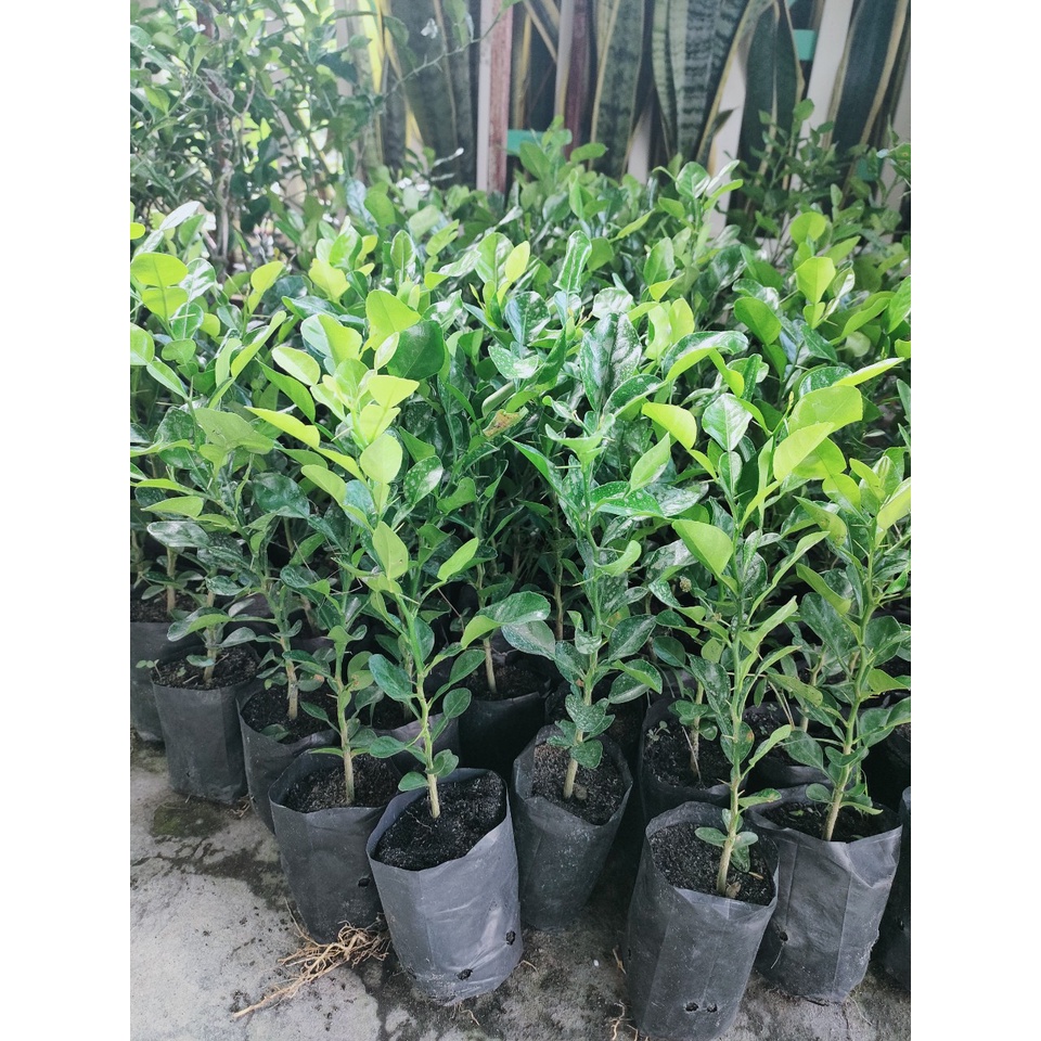 Cây chanh thái. cây chúc,cây lá số 8 giá 20k/cây