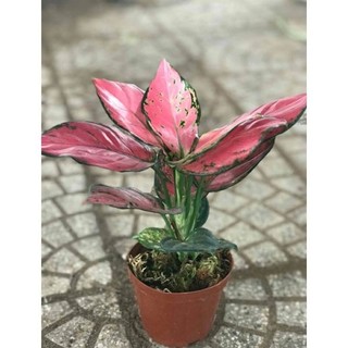 Cây Vạn Lộc Thái ( hình thiệc )