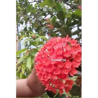 mẫu đơn bông trang phụng hoàng lửa (giao cây cỡ như hình cuối) -bscc