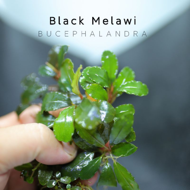 [01 Ngọn] Bucep Black Melawi | Cây thủy sinh lá đỏ siêu đẹp | Hàng ngọn | lá cạn