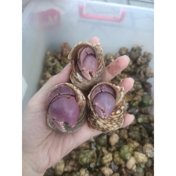 Combo 3 mô hình Bre lỗi chân từ S tới M