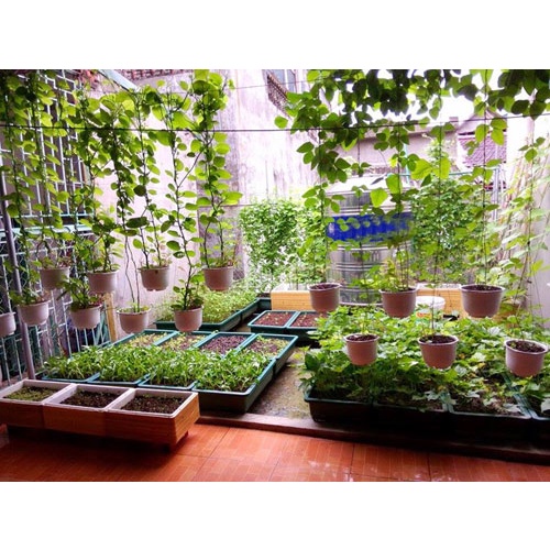 COMBO 2 GÓI PHÂN BÓN RAU XANH