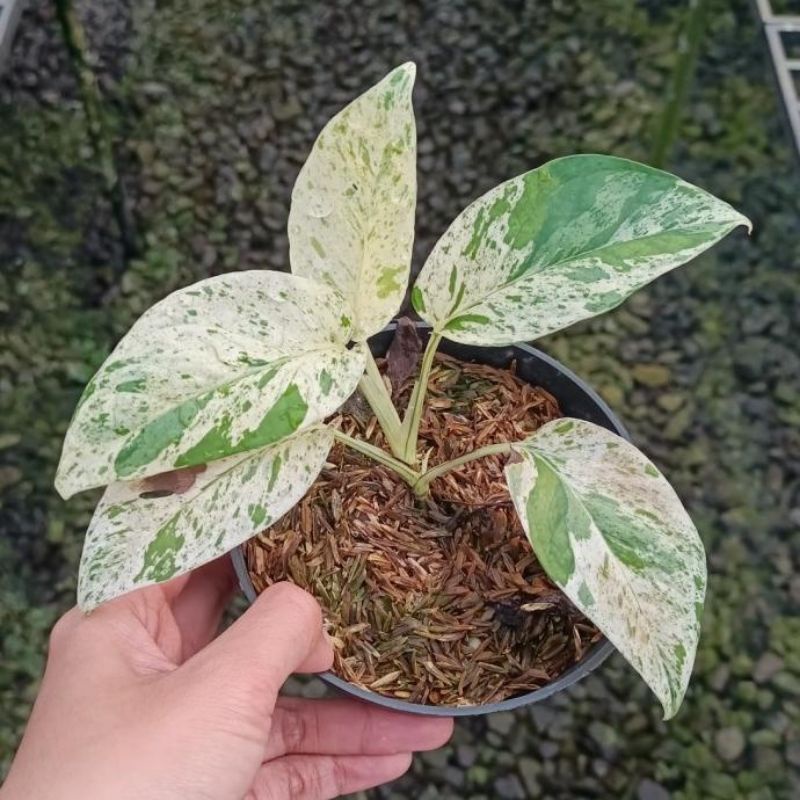 EPIPREMNUM PINNATUM MARBLE - TRẦU BÀ LÁ XẺ CẨM THẠCH