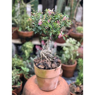 Chậu đất nung cây hồng ngọc mai dáng Bonsai