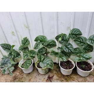 Cây trầu bà dubia - Monstera Dubia