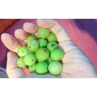 1kg quả me rừng / quả mắc kham ngâm rượu, ngâm đường ...