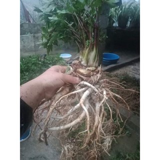1kg Sâm đương quy tươi