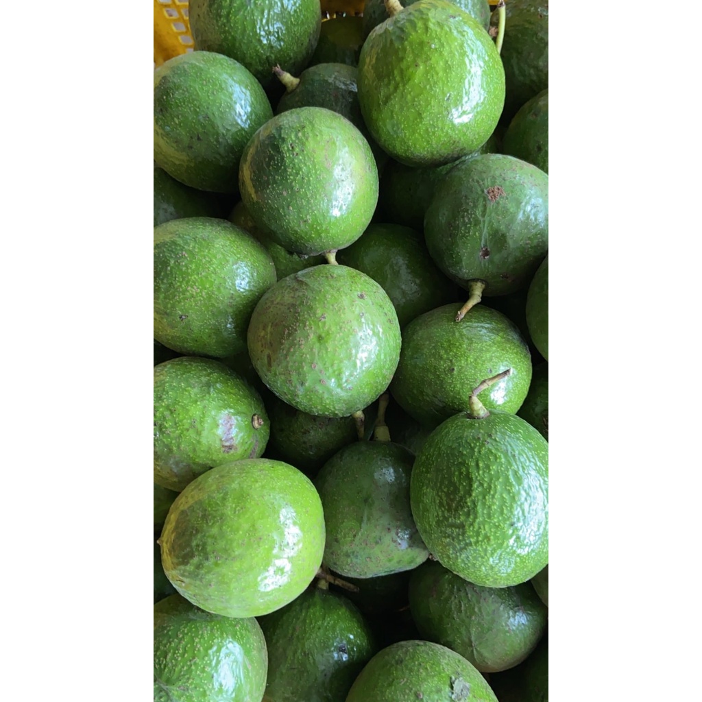 Bơ booth chín sẵn  béo ngậy ,dẻo ngon, sáp, không sơ -1kg
