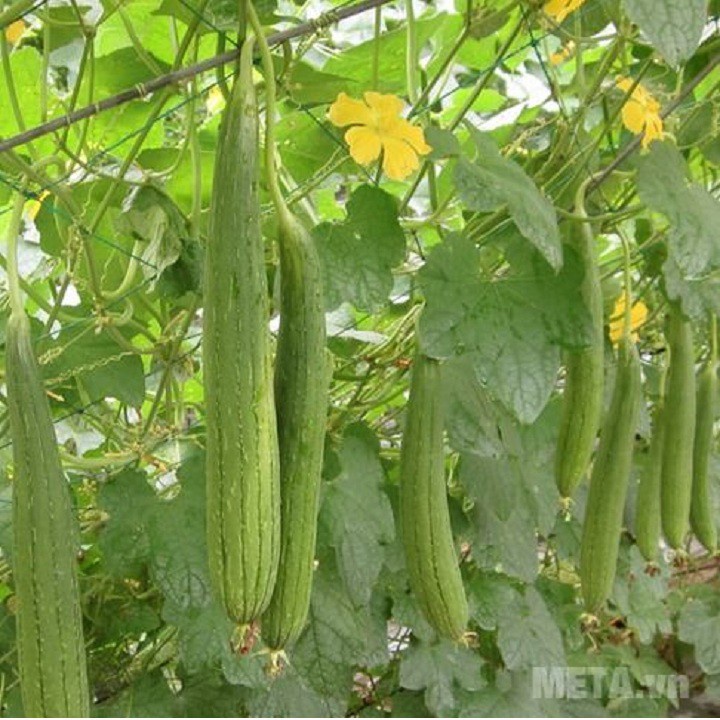 Hạt giống mướp hương thái lan(tặng kèm phân)