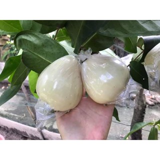 Mận trắng sữa ☆☆☆☆☆