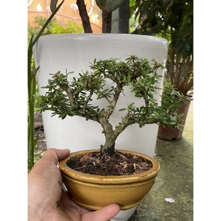 Bộ chậu cây Linh Sam để bàn