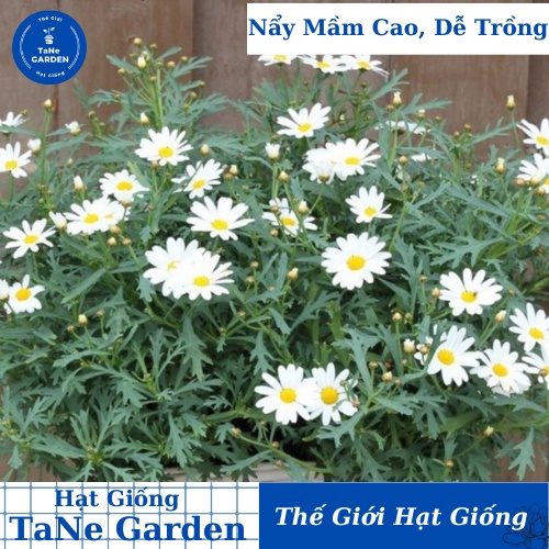 50h Hạt Giống Hoa Cúc Anh Bellis Siêu Lùn 15cm - TaNe Garden