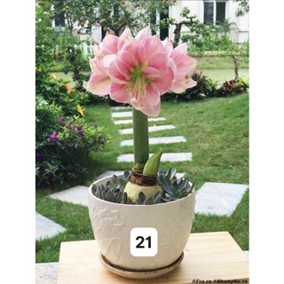 Củ lan huệ ngoại kép (có nhiều màu như hình)