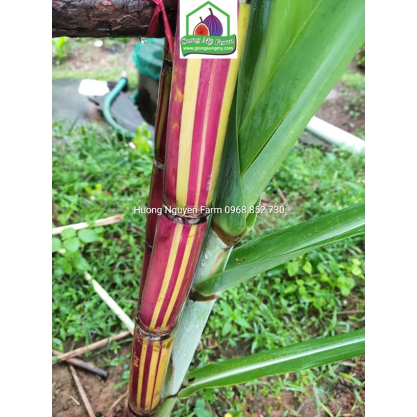 2cành Giống Mía sọc kẹo striped sugarcane