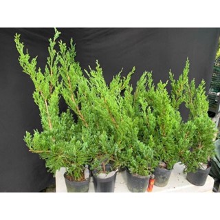 duyên tùng đài loan cây lớn nhiều kích thước