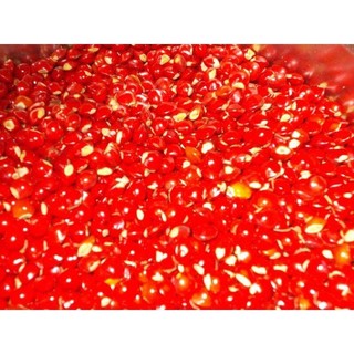 500 gram HẠT GIỐNG CẨM LAI ĐỎ [ Hạt tuyển chọn với tỷ lệ nảy mầm cao > 95% ] [ RẺ HƠN HOÀN TIỀN ]