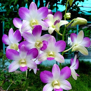 Hoa lan lavender GỬI NGUYÊN CHẬU PHI 12