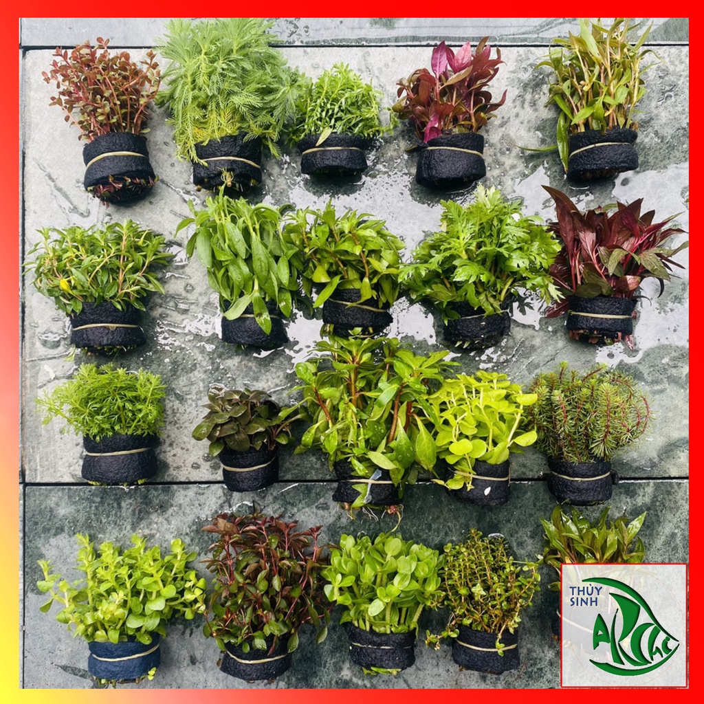 Cây Thủy Sinh Cắt Cắm Các Loại Không Cần Co2 Dễ Sống Phát triển nhanh