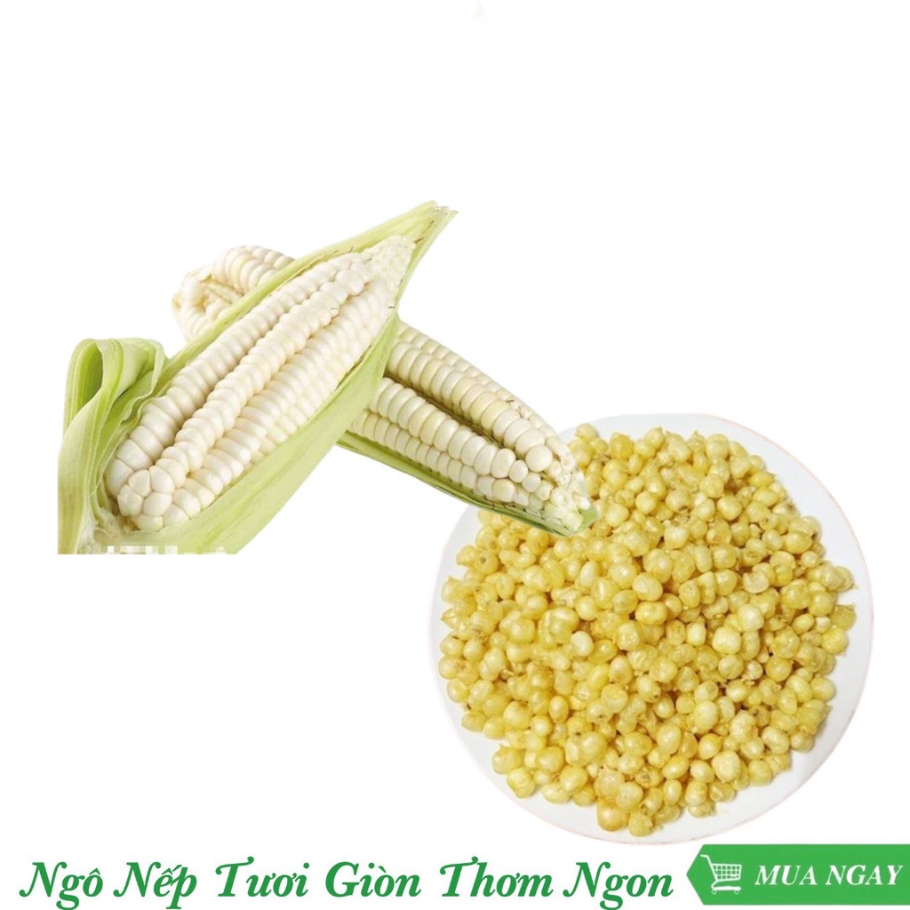 500g ngô  nếp non loại ngon