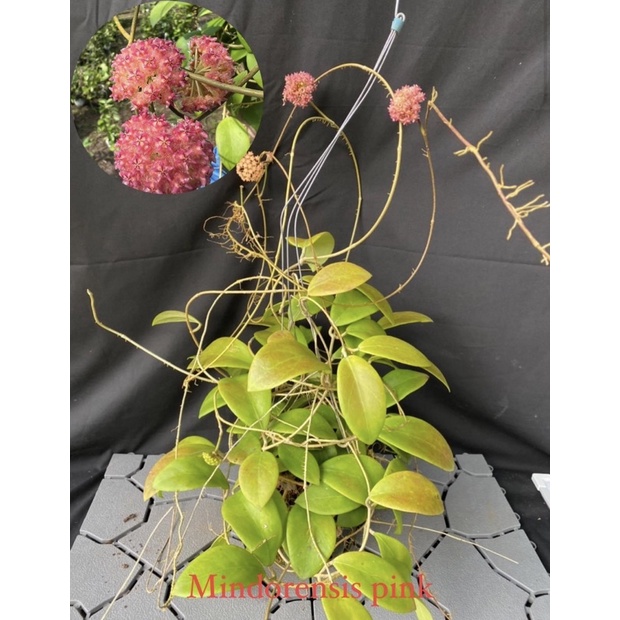Hoa Cẩm cù - hoya Mindorensis pink nhiều kích thước, hoa đẹp, siêng hoa, dễ trồng