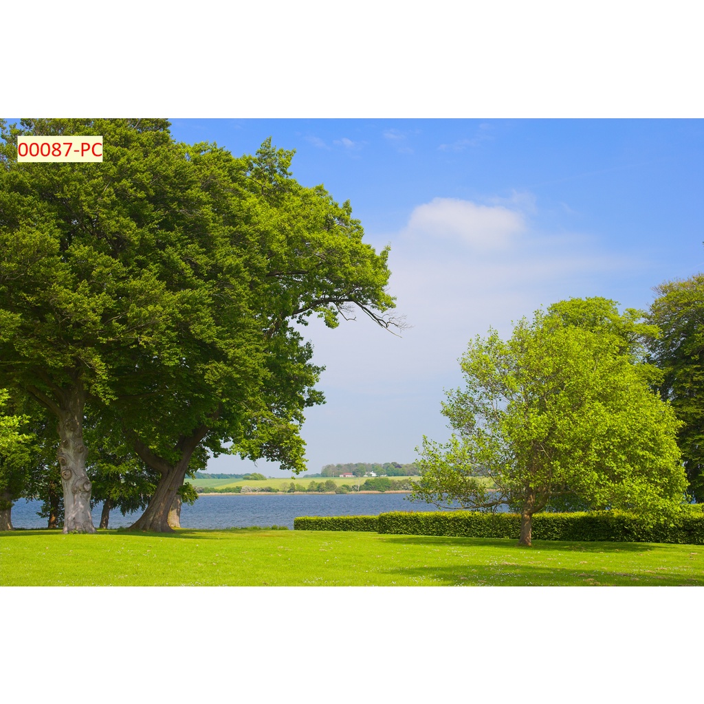 Tranh Dán Tường Cây Lá In 3D Cao Cấp được ưa thích nhất hiện nay