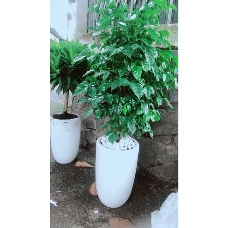 Chậu Cây Hạnh Phúc Lớn