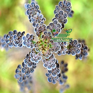 Combo 3 Cây sen đá xương cá Kalanchoe