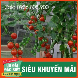 Hạt giống cà chua bi siêu quả ( 30 hạt)