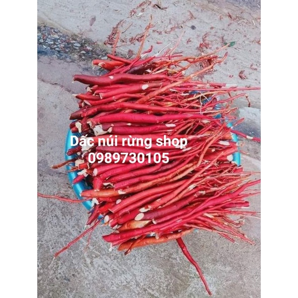 Sâm Cau Đỏ Rừng 1kg hàng chuẩn y hình