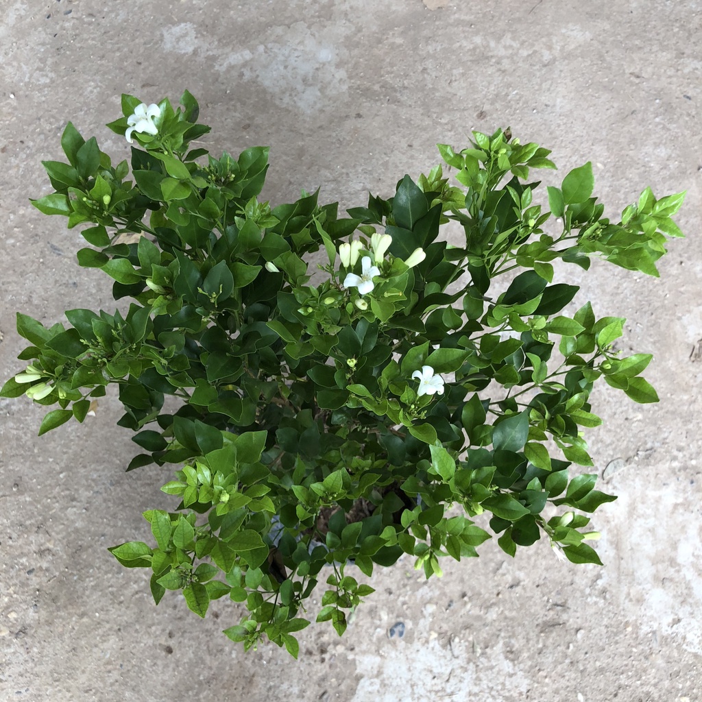 Cây hoa nguyệt quế  Cao 25cm - Hoa có mùi thơm, trang trí hàng rào, sân vườn