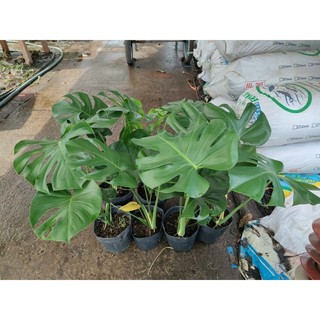 Chậu nhựa mềm trầu bà Nam Mỹ
